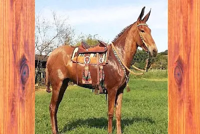 para vencer el miedo a montar