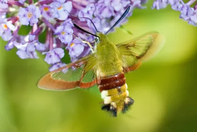 13 Mariposa Esfinge Abejorro