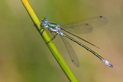 Lestes dryas