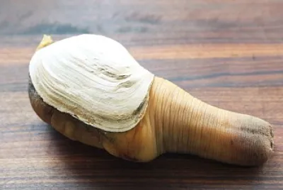 Geoduck