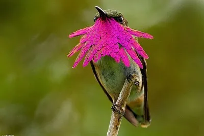 UCCELLO PAPUA