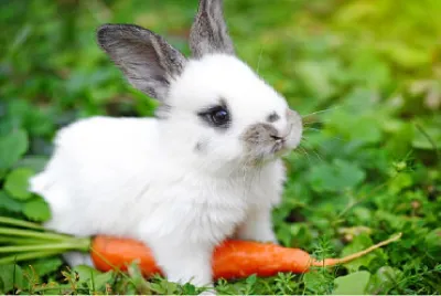 RABBIT jigsaw puzzle