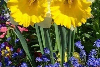 flores