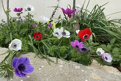 Flowers