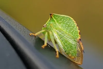 Stictocephala bisonia