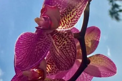 פאזל של flor