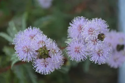 Mimosa