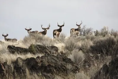 Mule Deer