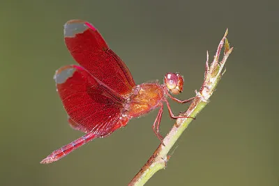Neurothermis fulvia