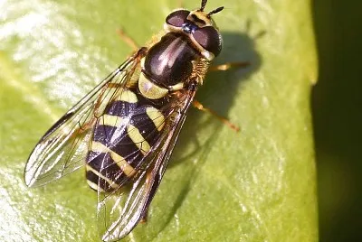 Dasysyaphus albostriatus