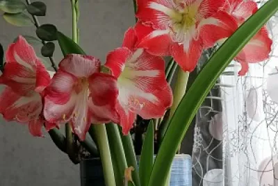 amarylis