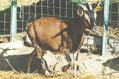 Selvatica di galite