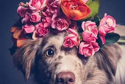 cachorro jigsaw puzzle