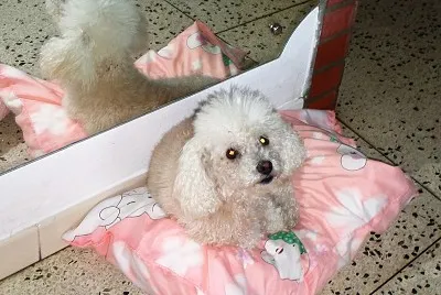 PRINCESA jigsaw puzzle