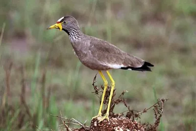 Vanellus senegallus