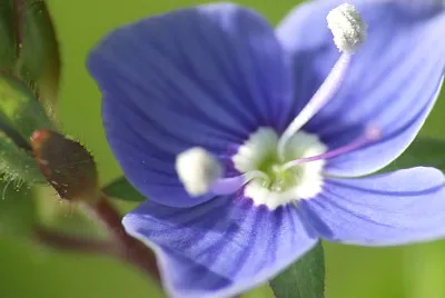 fleur bleue