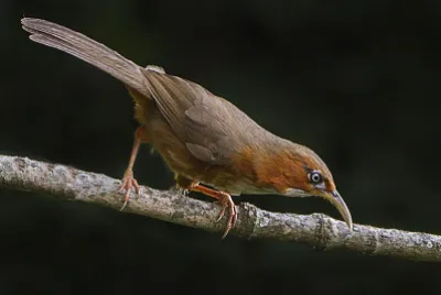 פאזל של Pomatorhinus erythrogenys