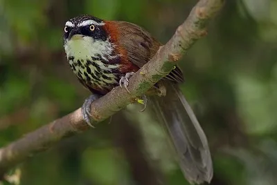 Pomatorhinus ruficollis