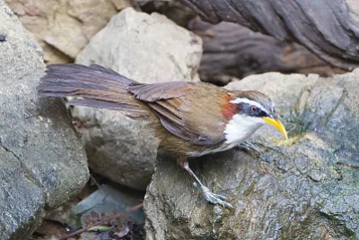 Pomatorhinus schisticeps