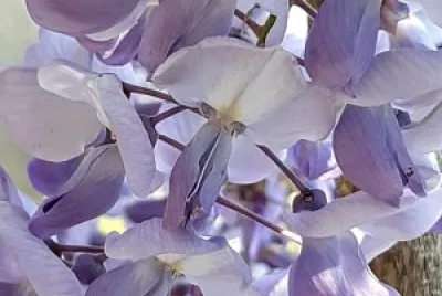 Glycine jigsaw puzzle