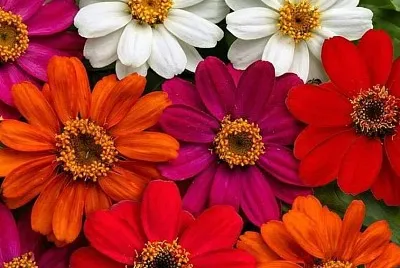 flores jigsaw puzzle