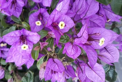 bougainvillier