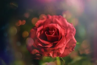 flores jigsaw puzzle