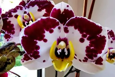 OrchidÃ©es jigsaw puzzle