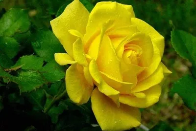imagem jigsaw puzzle