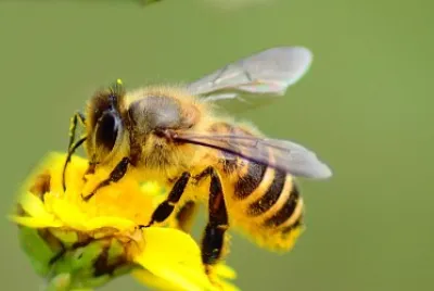 bee