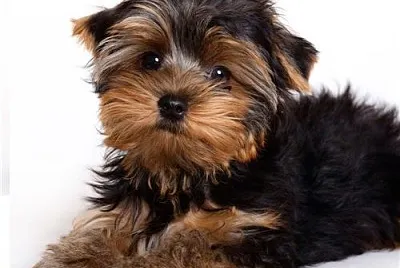 פאזל של cachorro Yorkshire