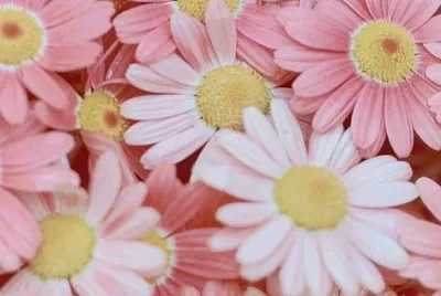פאזל של flower