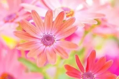 פאזל של flower