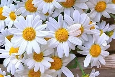 flower jigsaw puzzle