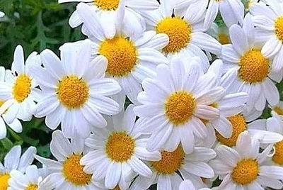 flower jigsaw puzzle