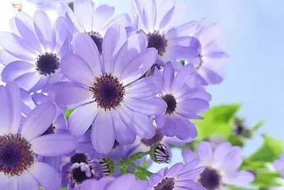 פאזל של flower