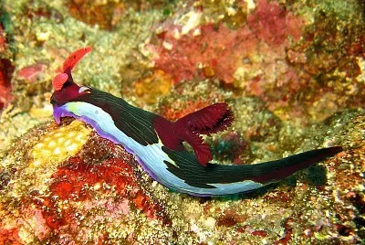 פאזל של Nembrotha chamberlaini
