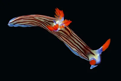 Nembrotha aurea jigsaw puzzle
