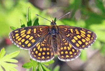 Heath fritillary