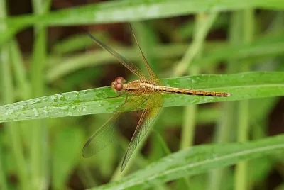 Neurothermis intermedia