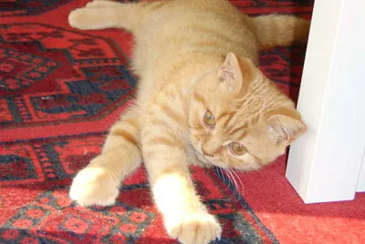 Chamiro jigsaw puzzle