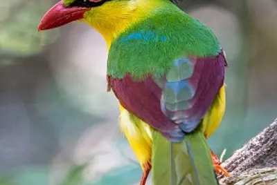 cores