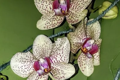 OrchidÃ©es S jigsaw puzzle
