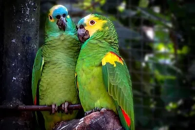 Descobre o animal