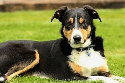 פאזל של New zealand heading