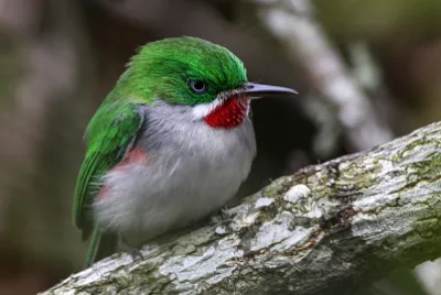 Todo beccosottile