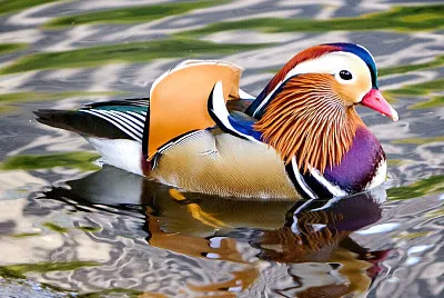 Anatra Mandarino