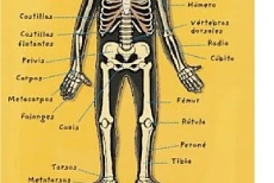 esqueleto humano
