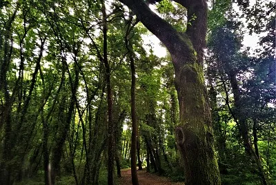 bosque encantado-pontevedra