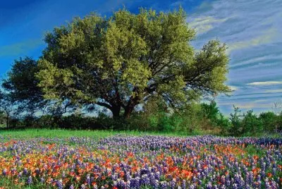 Vacker Ek jigsaw puzzle